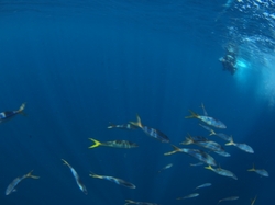 よこばま　 117.jpg